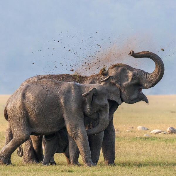 jim corbett national park safari