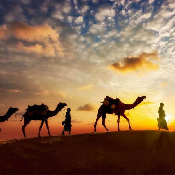 rajasthan camel ride