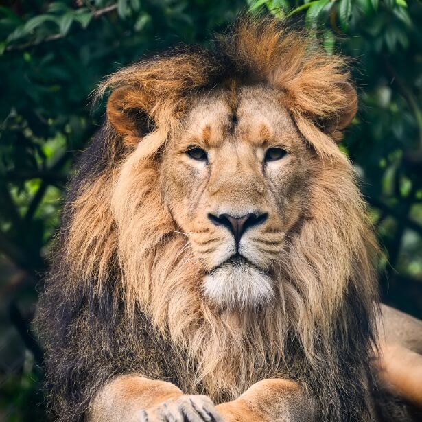 asiatic lion