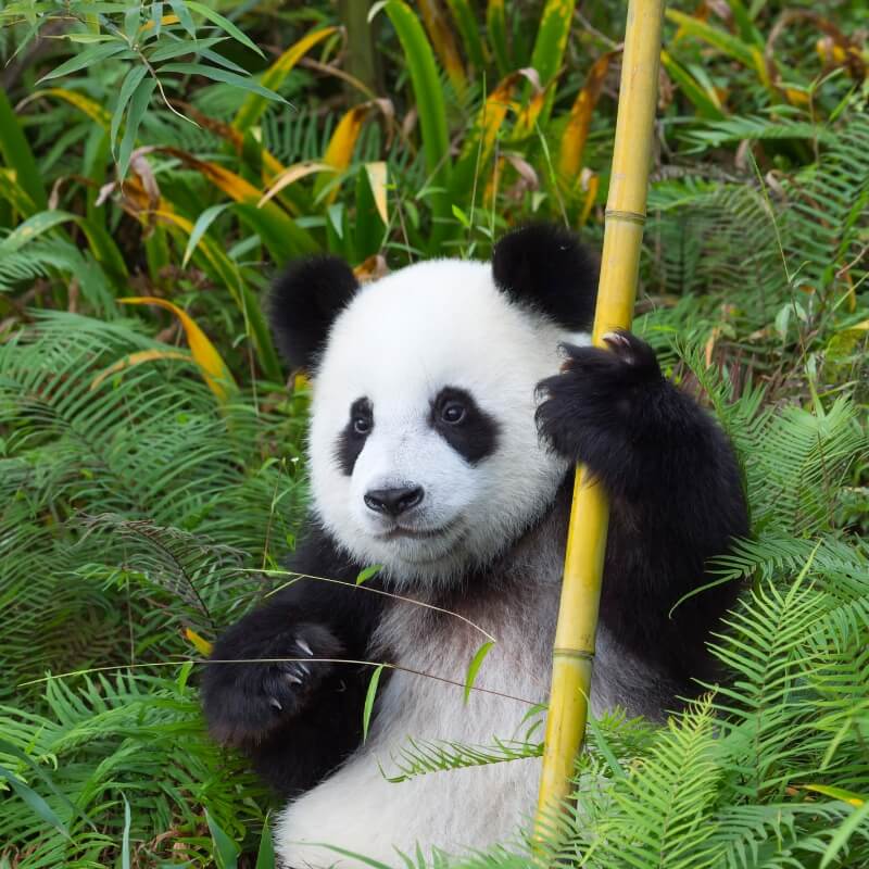china wildlife tour packages