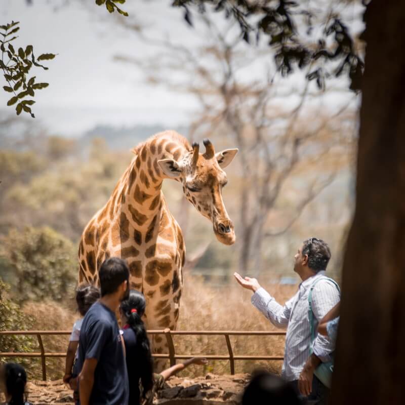 kenya wildlife package