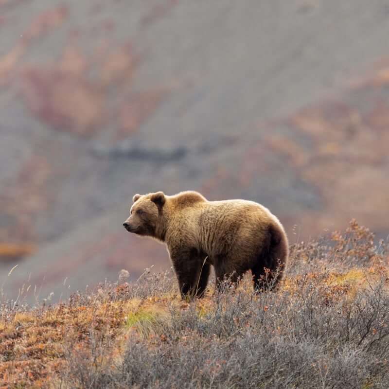alaska wildlife travel packages