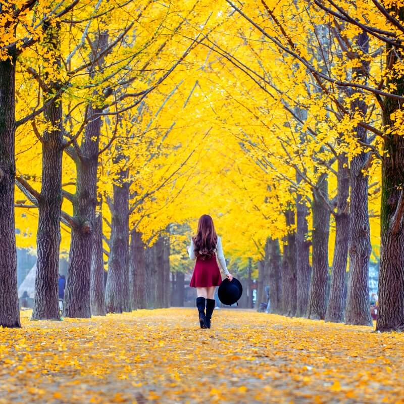 south korea trip packages
