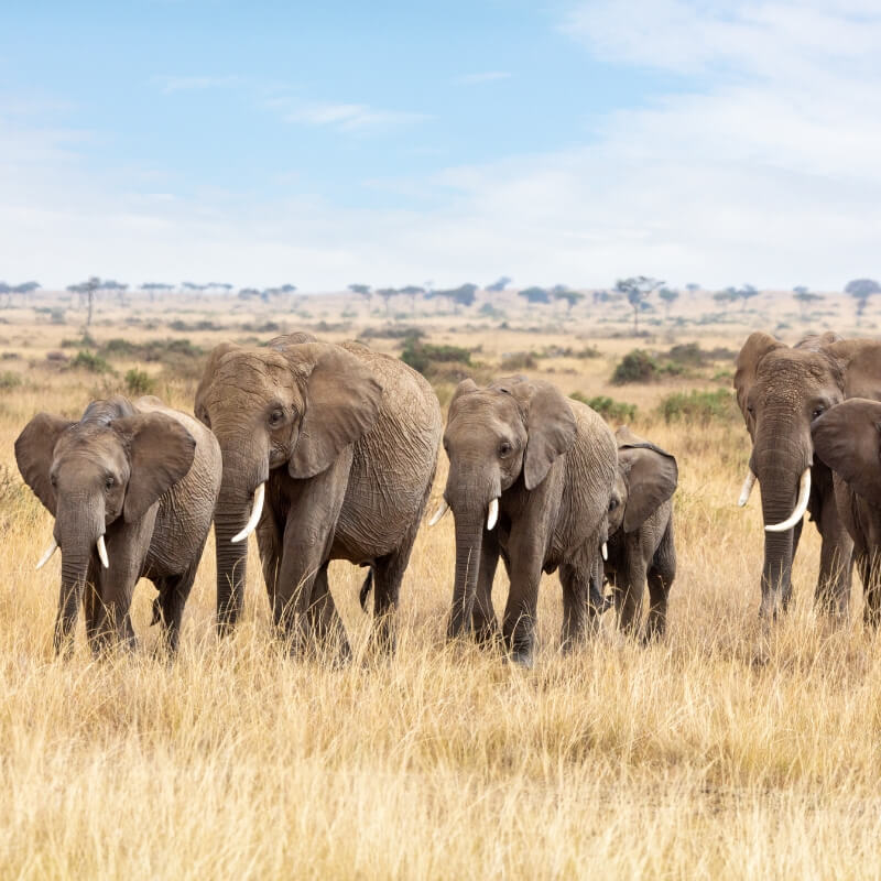 africa tour package